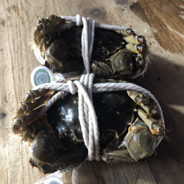 阳澄湖清水蟹