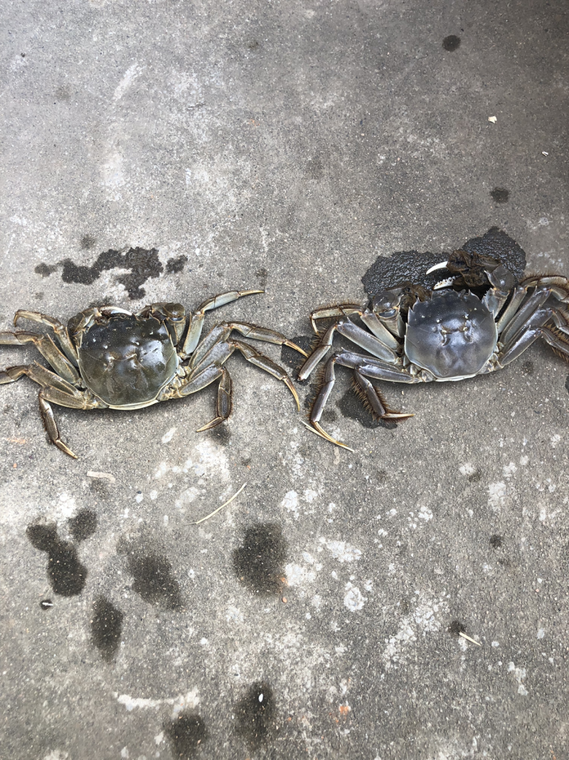 阳澄湖清水蟹