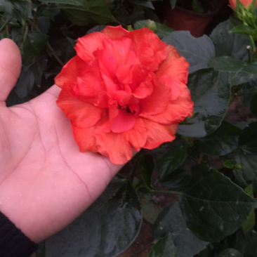 扶桑花苗