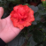 扶桑花苗