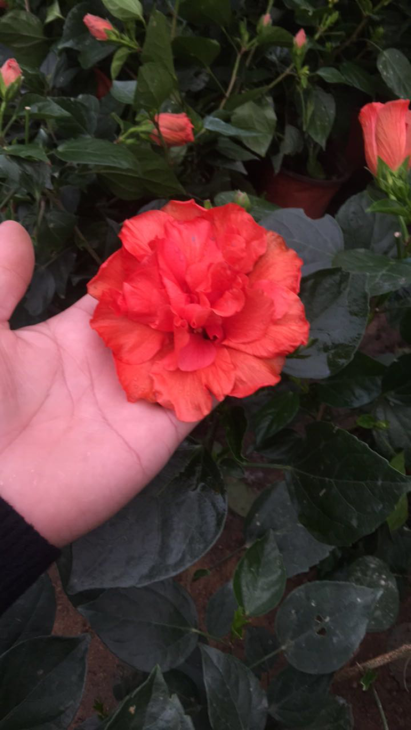 扶桑花苗
