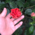 扶桑花苗