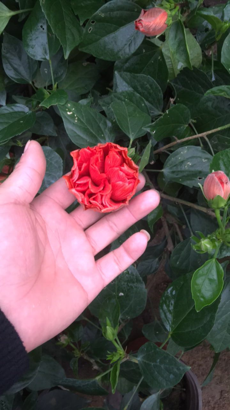 扶桑花苗