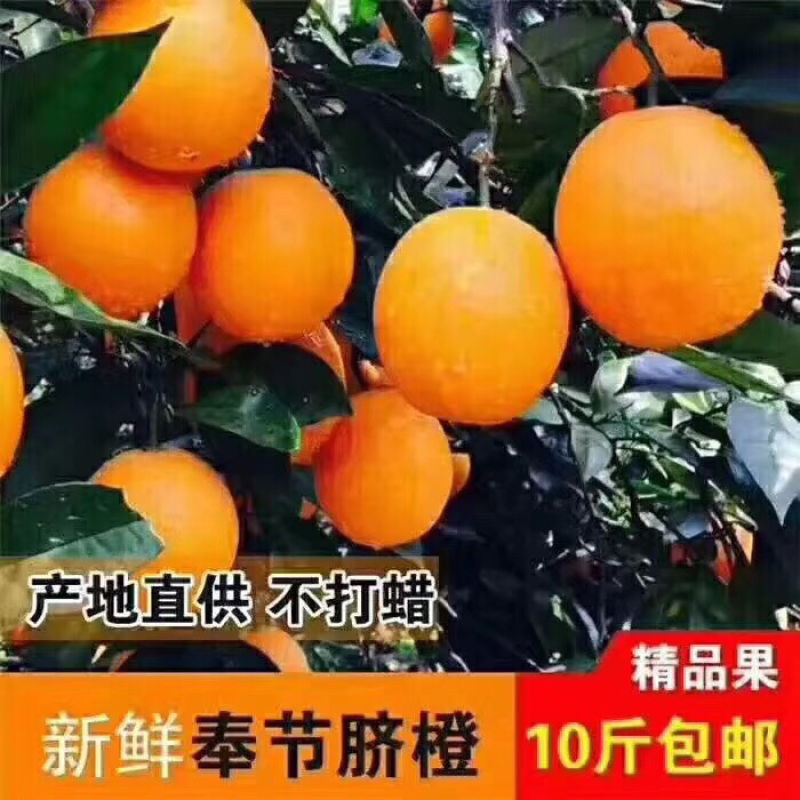 奉节脐橙十斤一箱只要55口感非常好