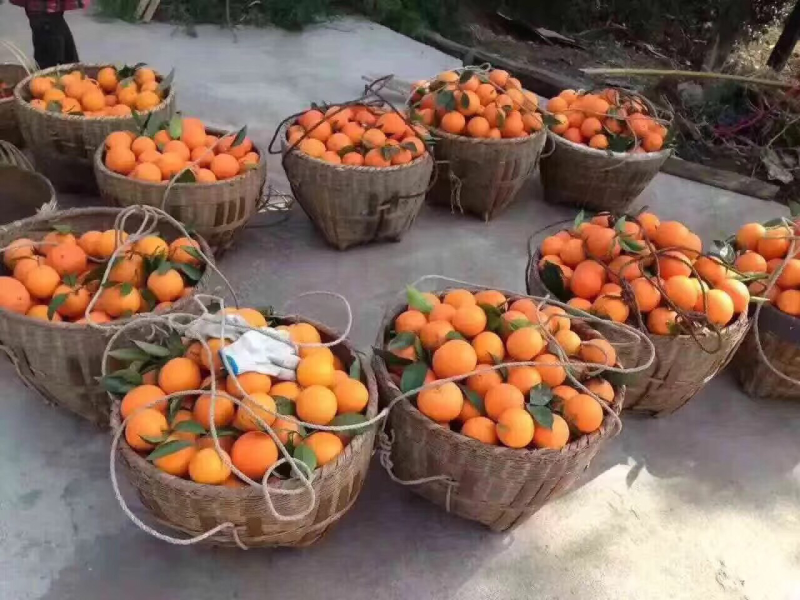 奉节脐橙