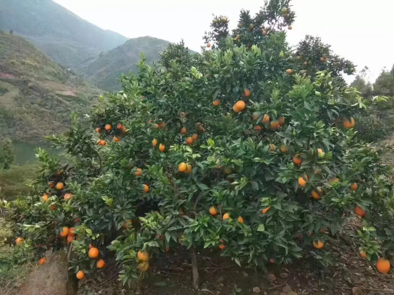 奉节脐橙