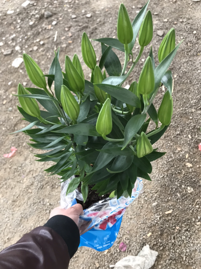 出售各种盆栽，质量杠杠的