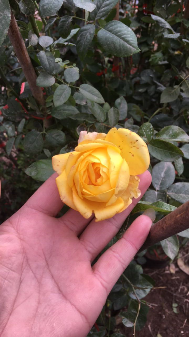 爬藤月季