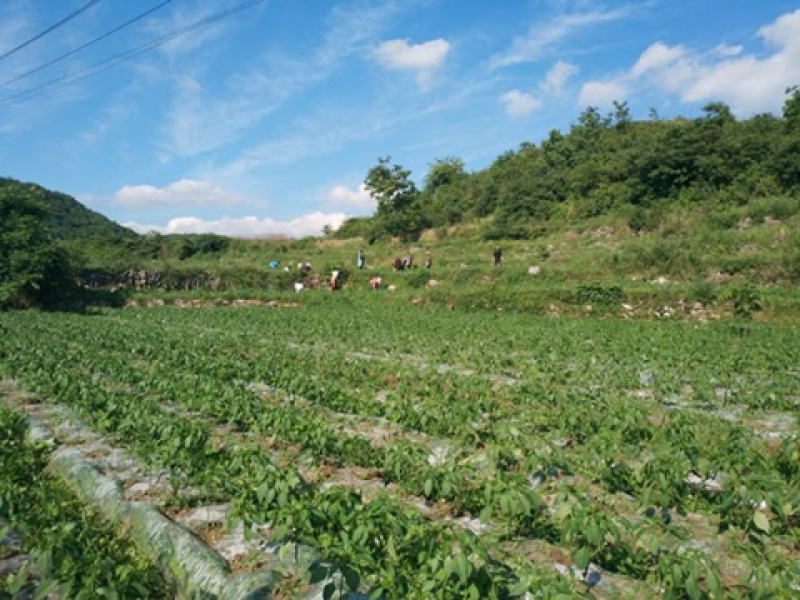 乐平镇塘约村辣椒