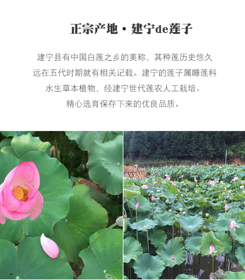 莲子去心白莲通心莲子支持一件代发
