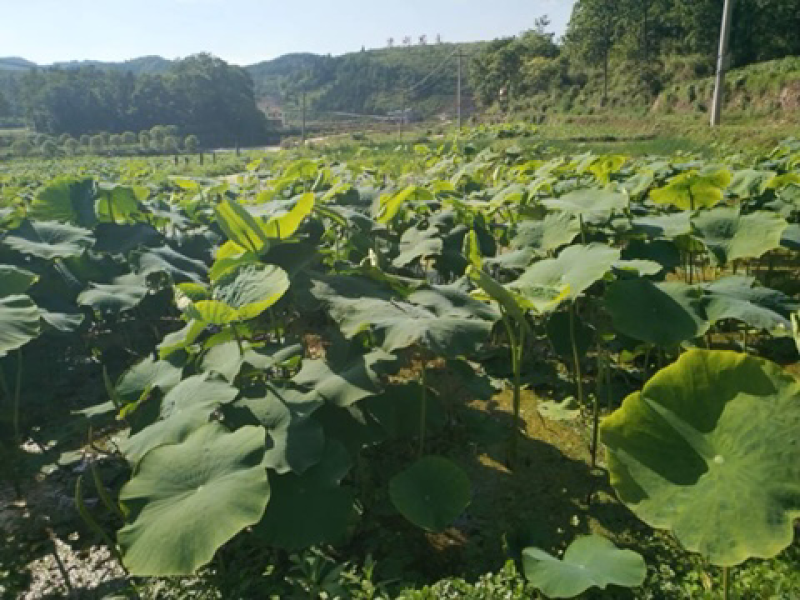 乐平镇小屯村莲藕