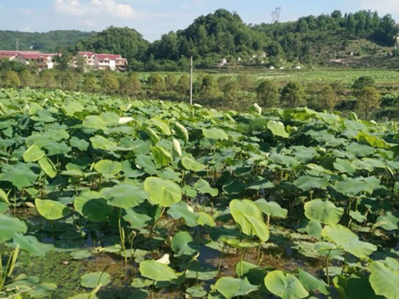 乐平镇小屯村莲藕