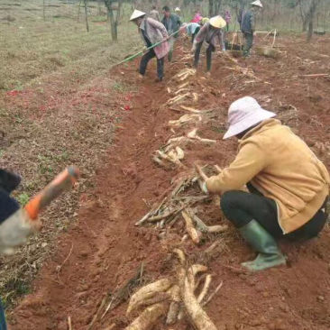 昆明阿子营乡本地山药