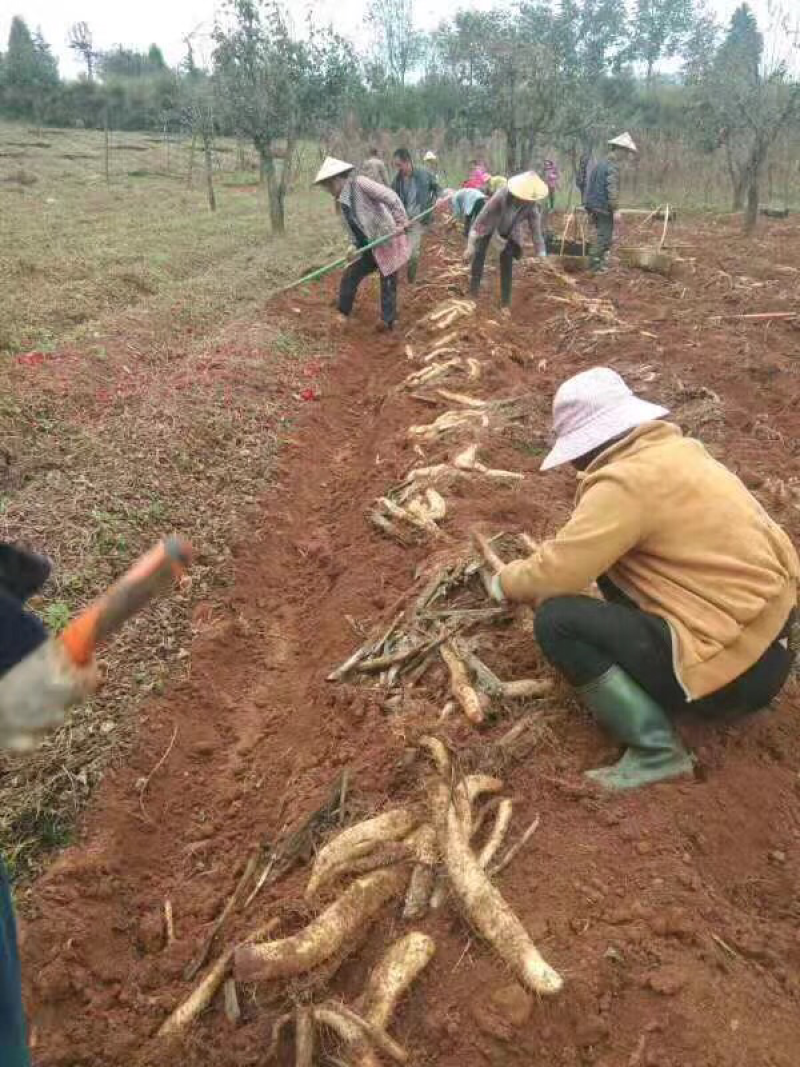 昆明阿子营乡本地山药
