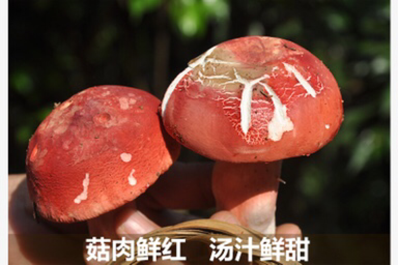 野生正红菇野生红菇