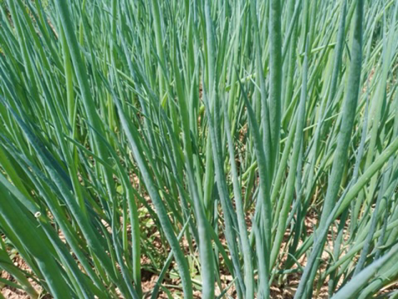 乐平镇小屯村大葱