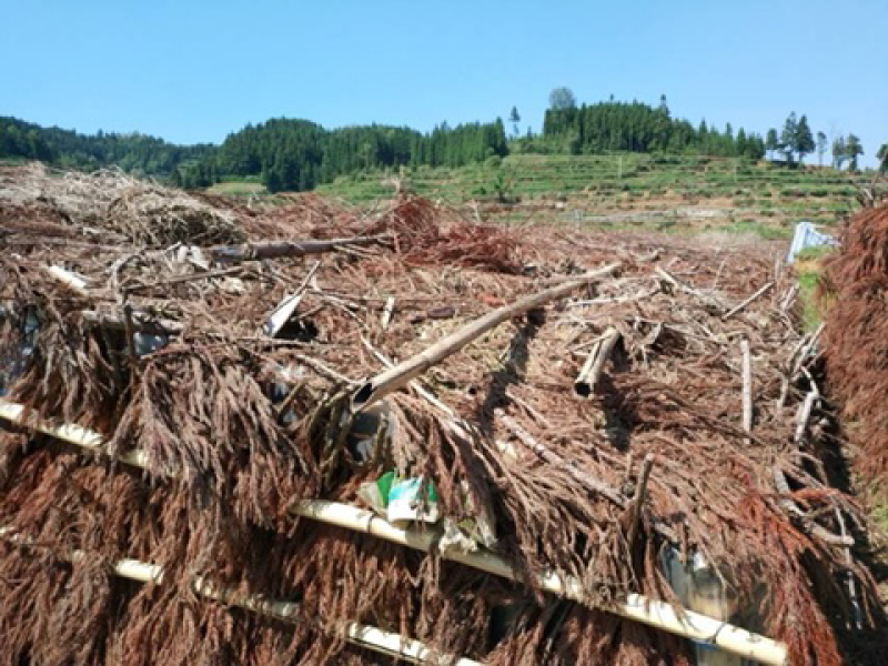 乐平镇乐平村竹荪
