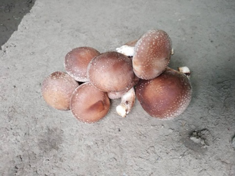乐平镇大尧村食用香菇