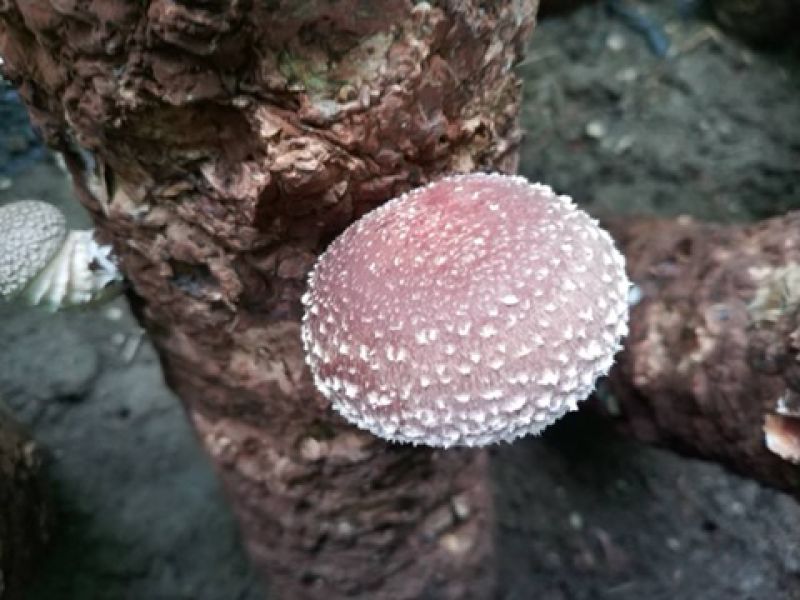 乐平镇大尧村食用香菇