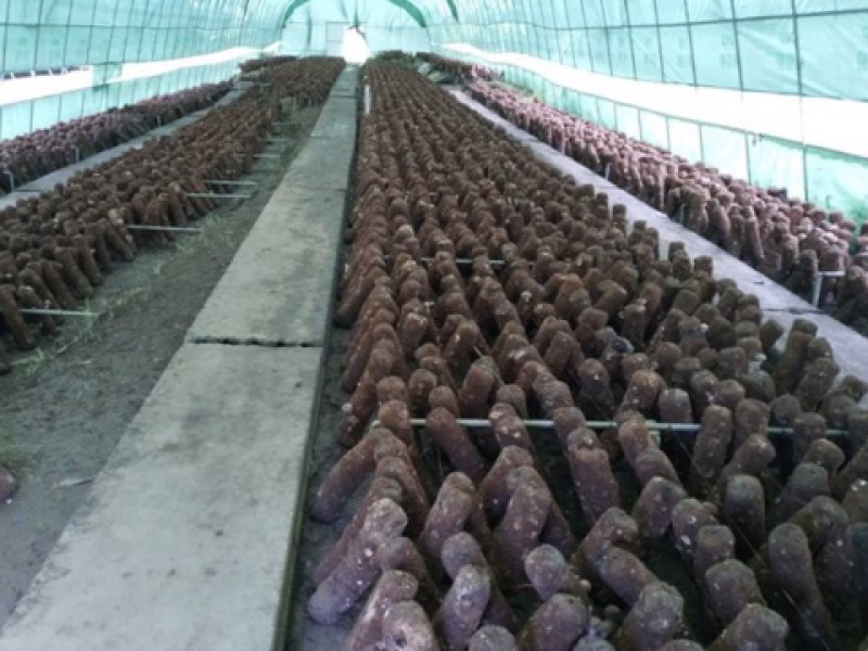 乐平镇大尧村食用香菇