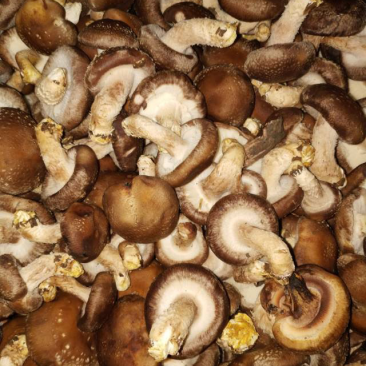 乐平镇大尧村食用香菇