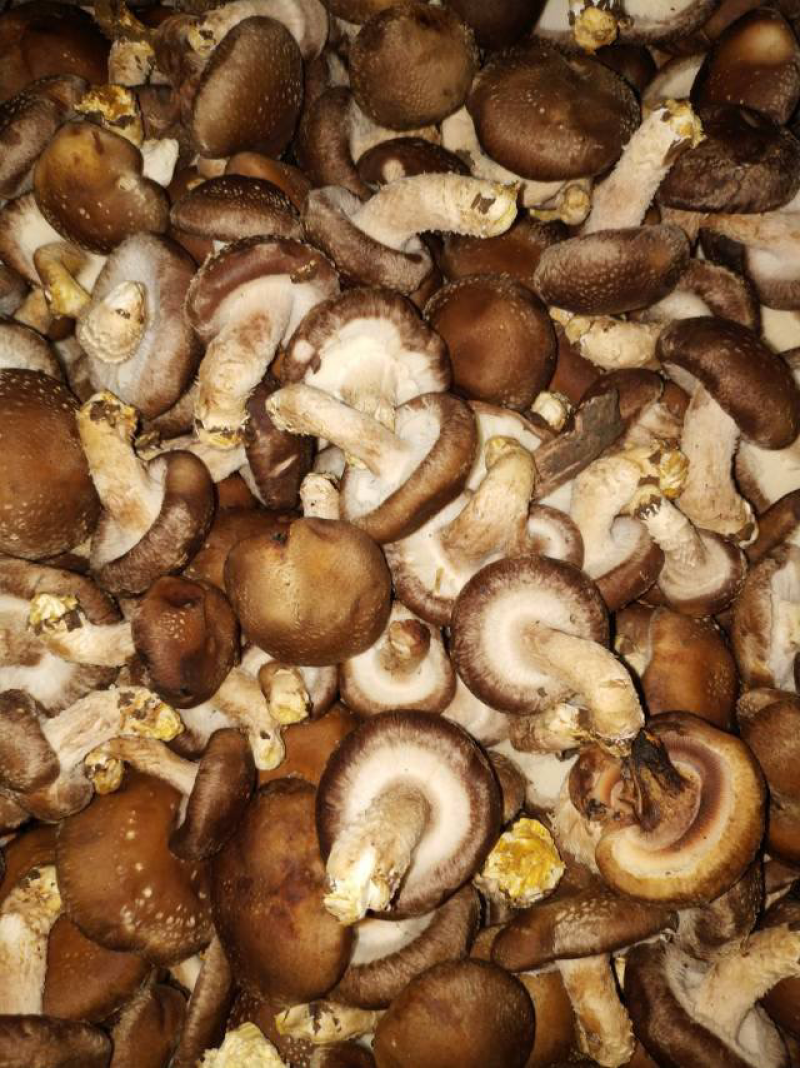 乐平镇大尧村食用香菇