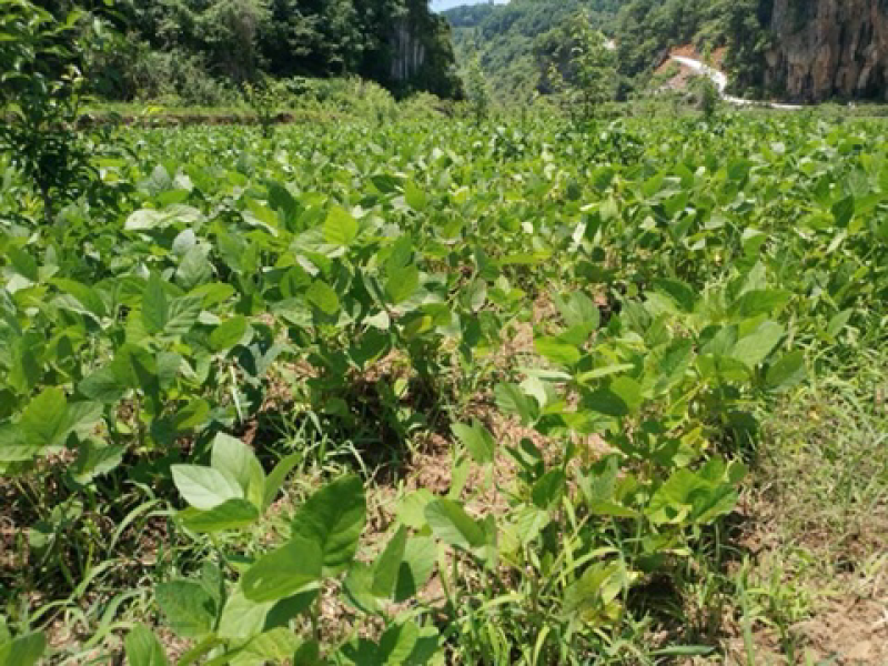 乐平镇补陇村黄豆