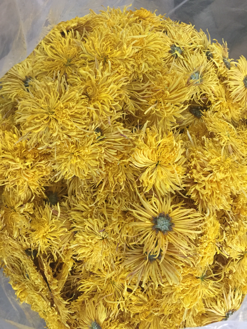 中药材金丝皇菊