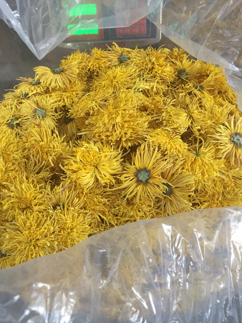 中药材金丝皇菊