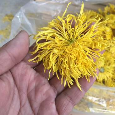 中药材金丝皇菊