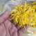 中药材金丝皇菊