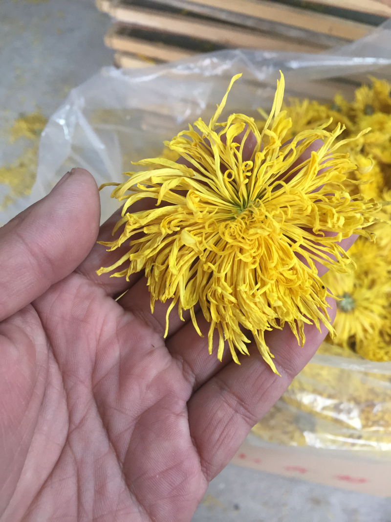 中药材金丝皇菊