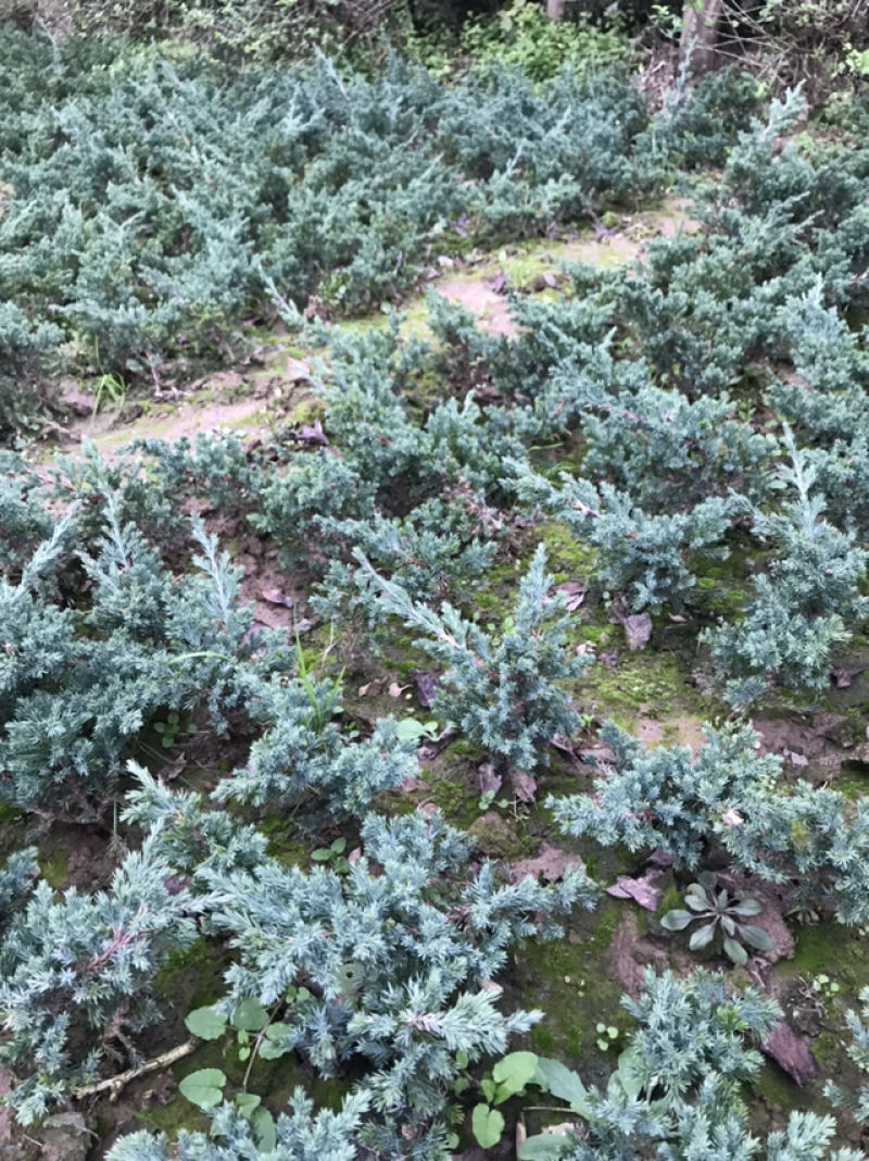 地柏铺地柏苗沙地柏苗自己苗圃