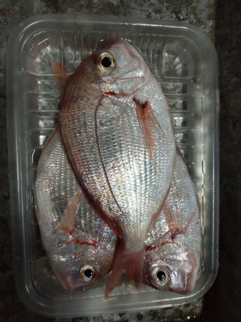 赤棕鱼