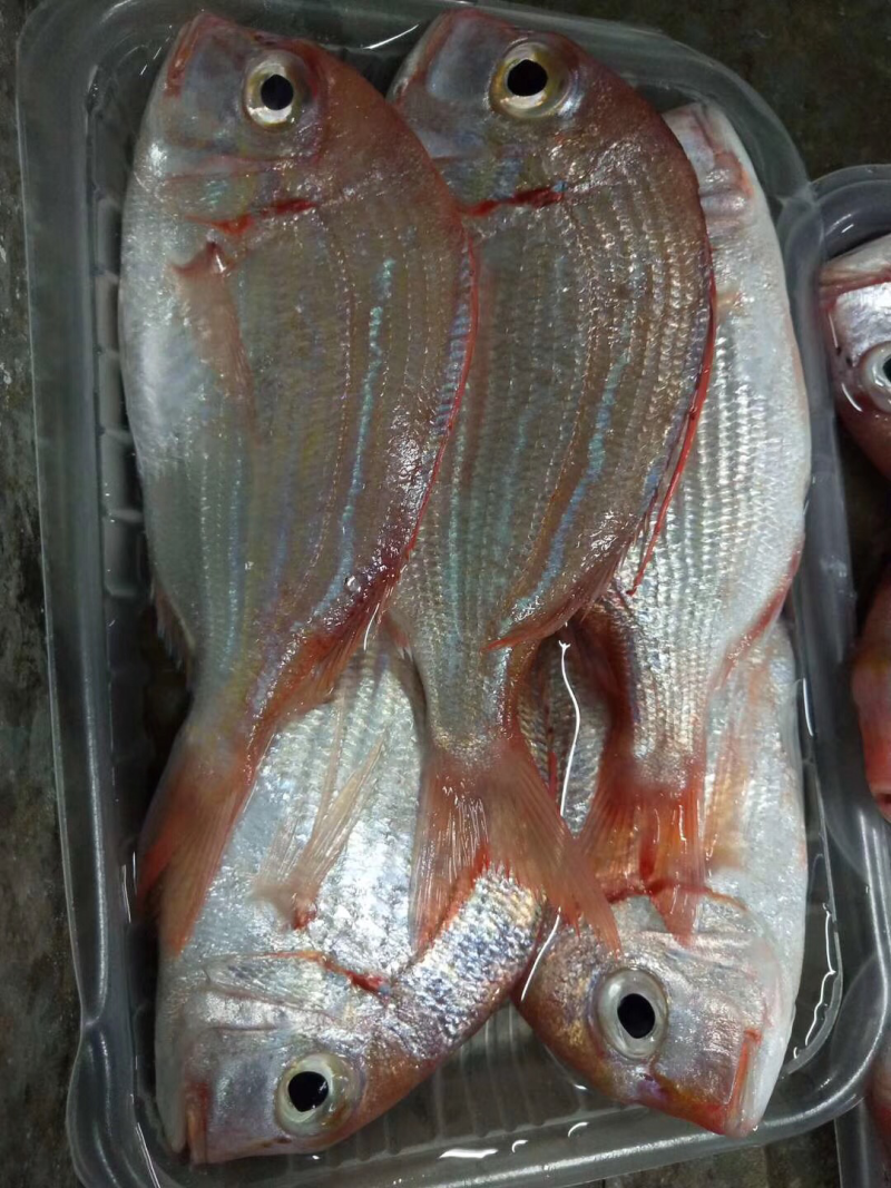 赤棕鱼