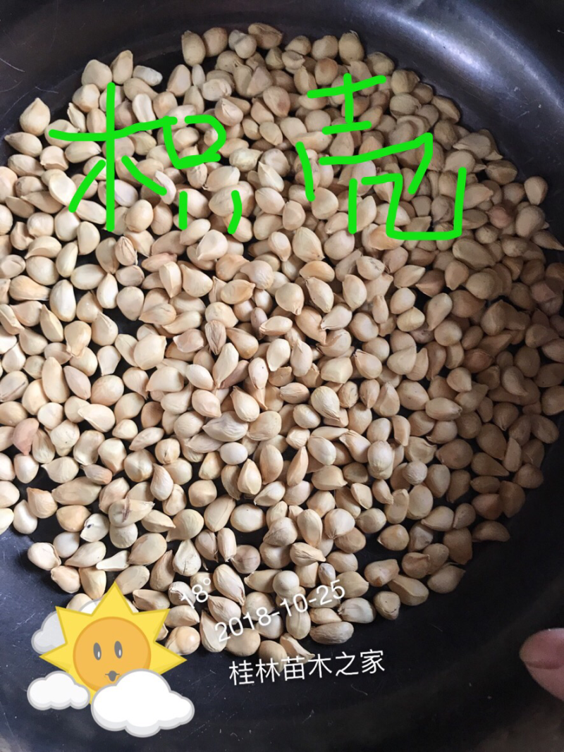 枳壳籽优质大叶枳壳(