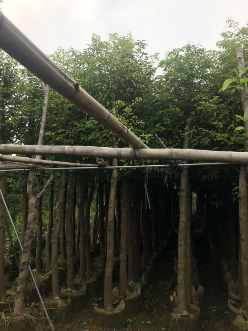 出售天竺桂阴香5-25公分移植袋苗需要的老板联系