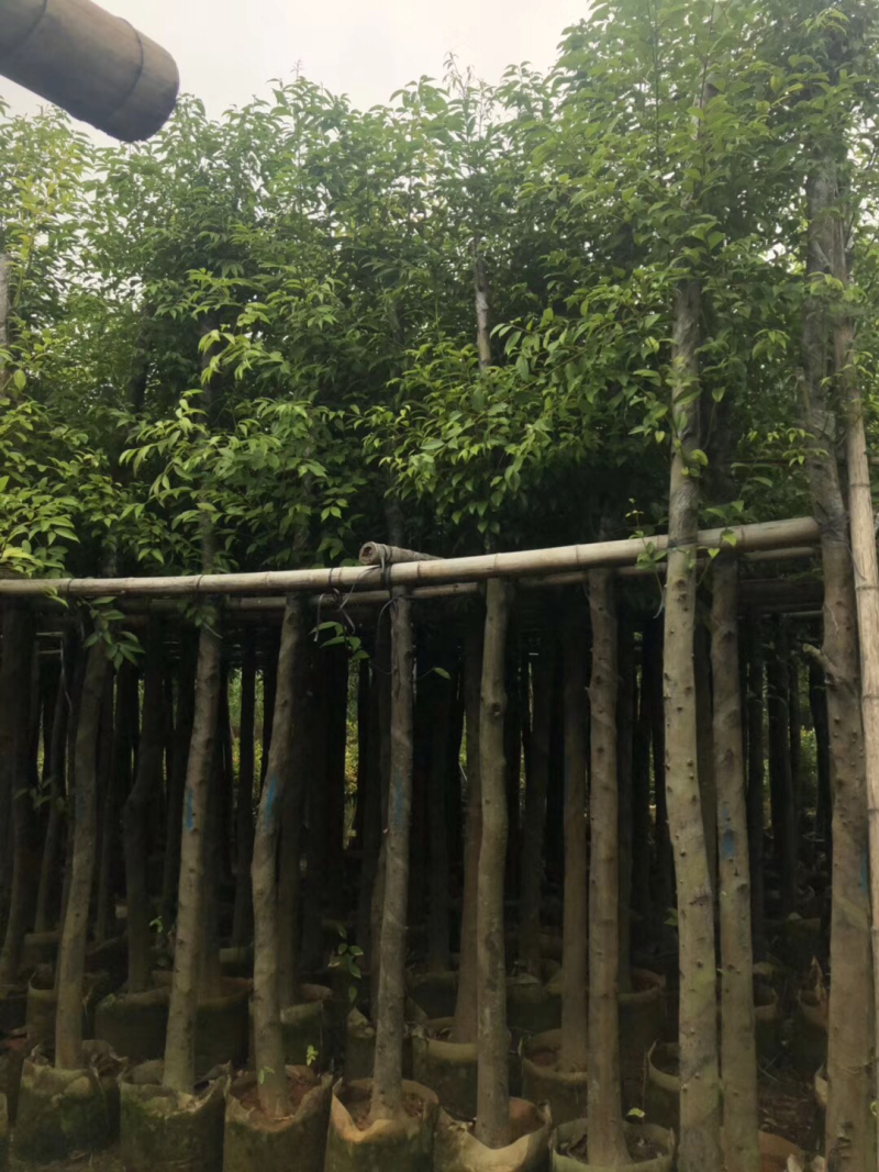 出售天竺桂阴香5-25公分移植袋苗需要的老板联系