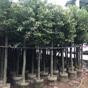 出售天竺桂阴香5-25公分移植袋苗需要的老板联系