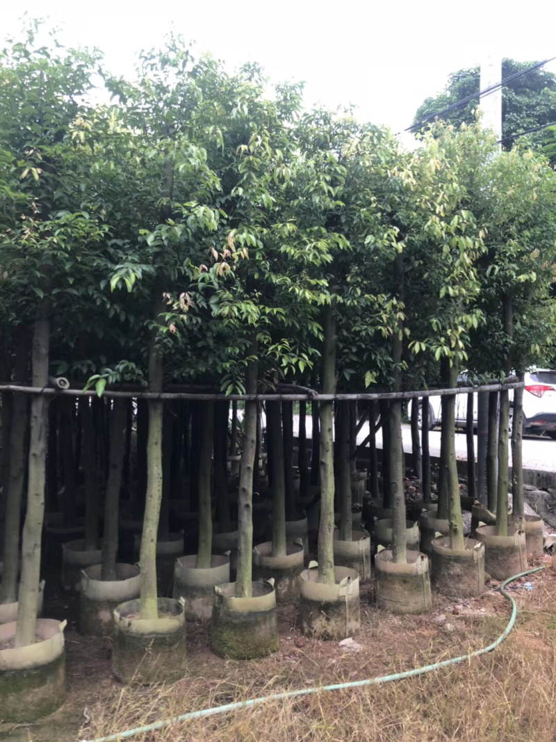 出售天竺桂阴香5-25公分移植袋苗需要的老板联系