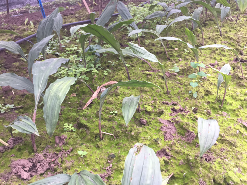 毛慈菇种苗