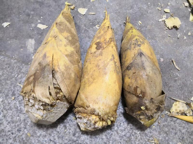 冬笋一件代发20斤一箱