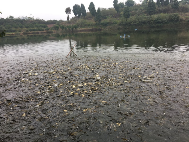 黄金鲫鱼