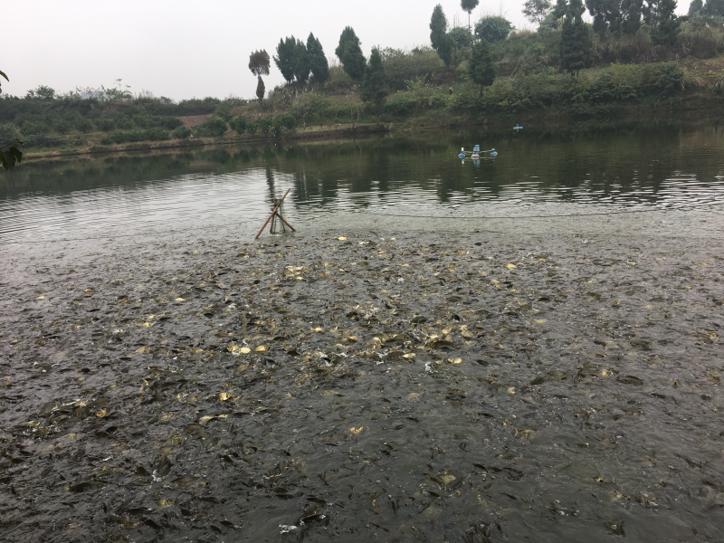 黄金鲫鱼