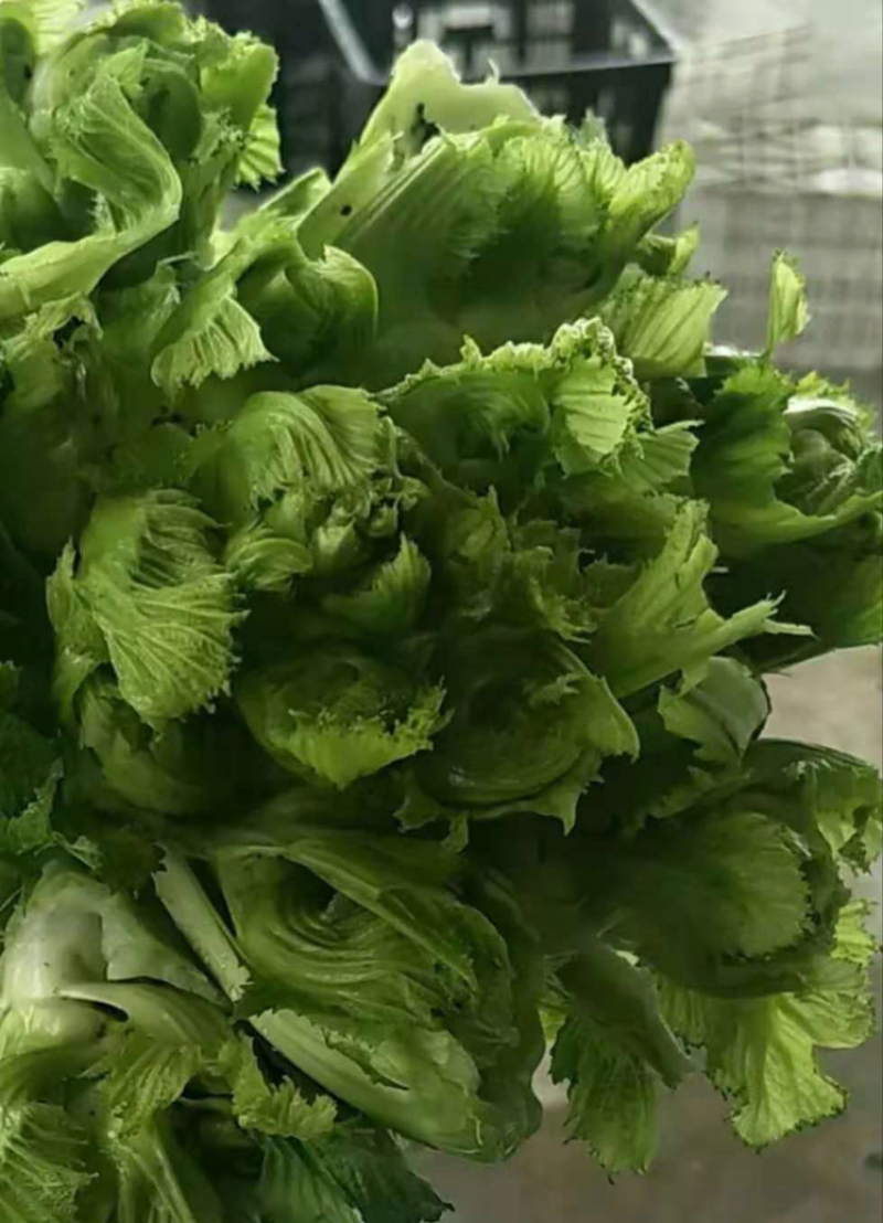 大量供应儿菜