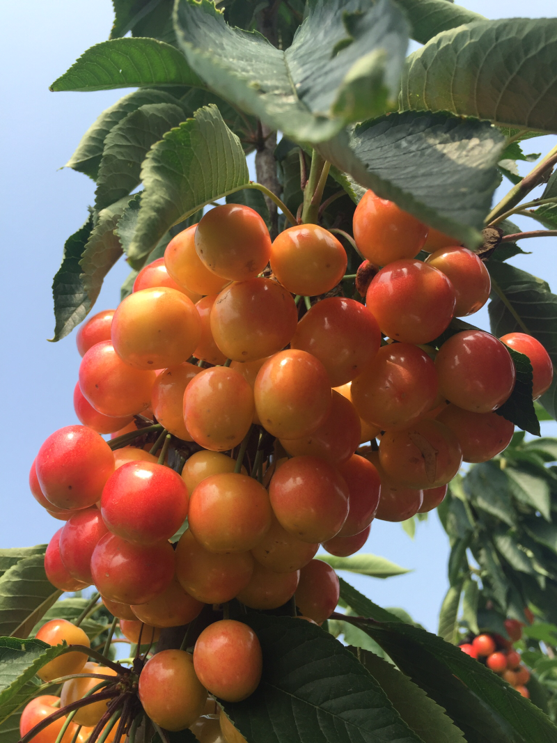 【优选】吉塞拉大樱桃苗、美早、俄八、辉煌1–5保湿发货