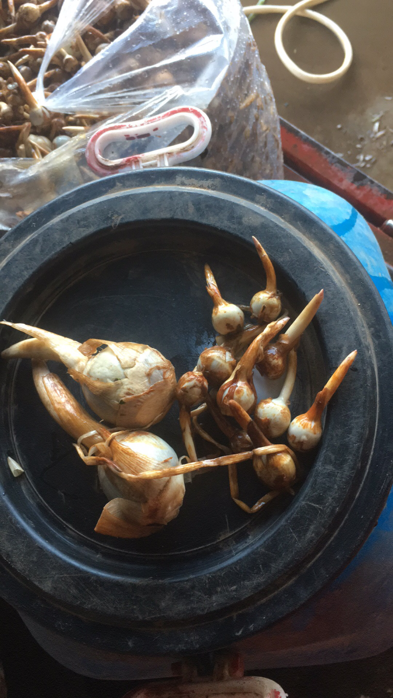 云南精品大中小茨菇大量上市电商市场欢迎来电合作