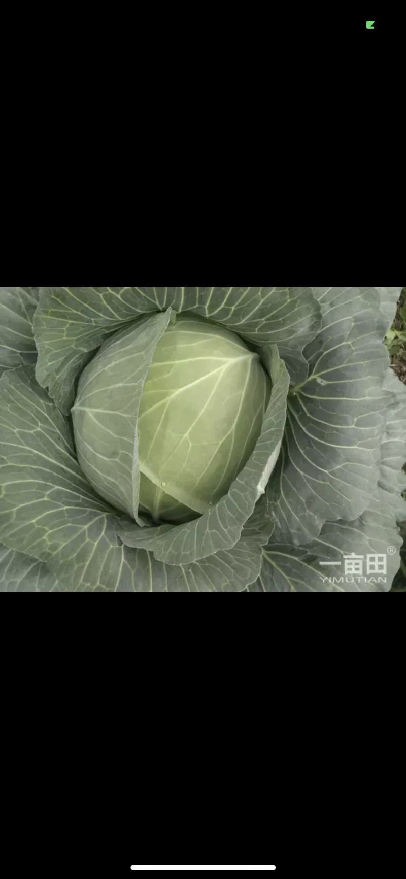 宽心菜橄榄