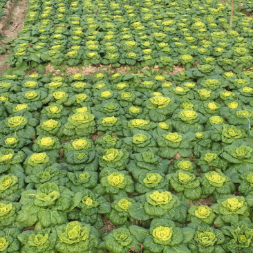 黄心菜