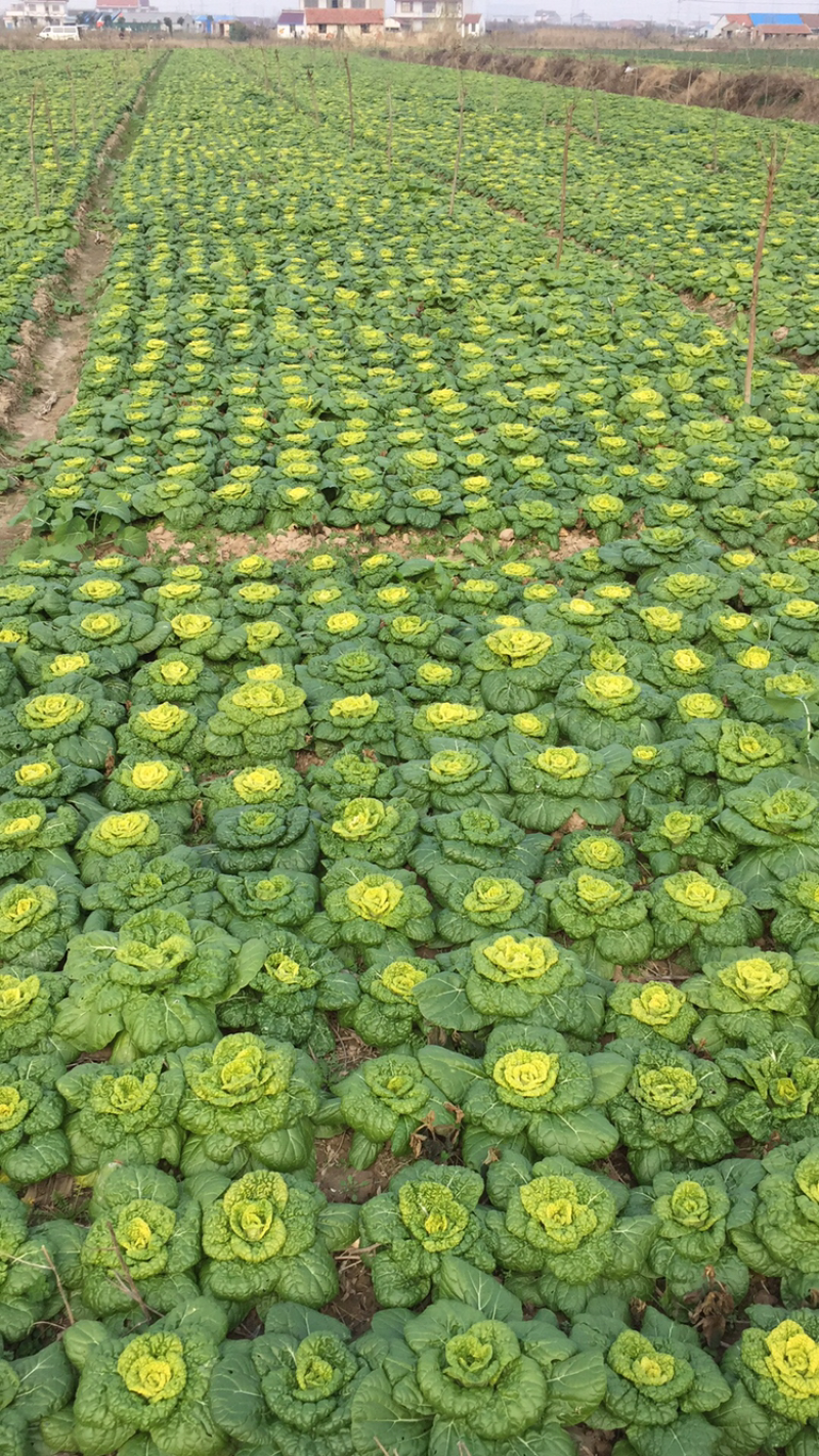 黄心菜